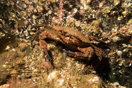 Velvet swimming crab