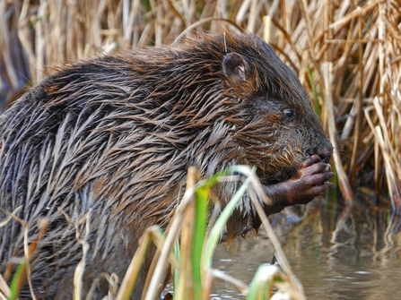 beaver crouched in water