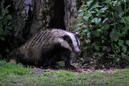 Badger in the garden at night