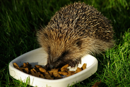 Hedgehog feeding in the garden