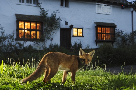 Fox in the garden at night