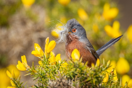 Dartford warbler with nesting