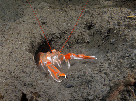 Sediment scampi shieldaig 