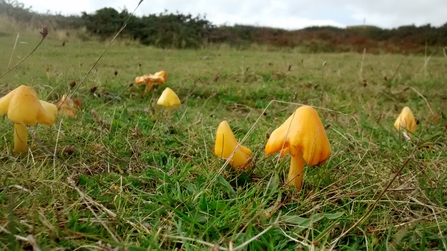 Waxcaps