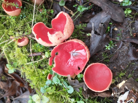 Scarlet elfcups 