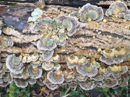 Turkeytail