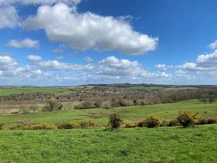 Bere Regis from Black Heath