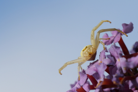 Crab spider 