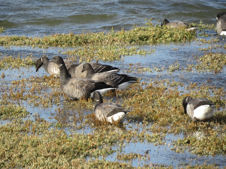 Dark-bellied brent geese