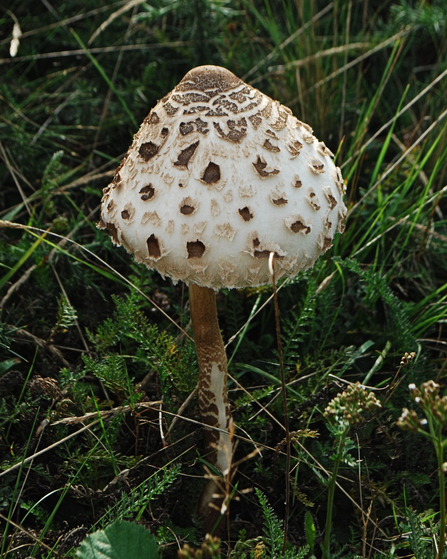 Parasol mushroom