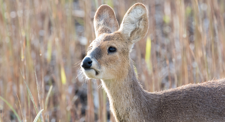 water deer