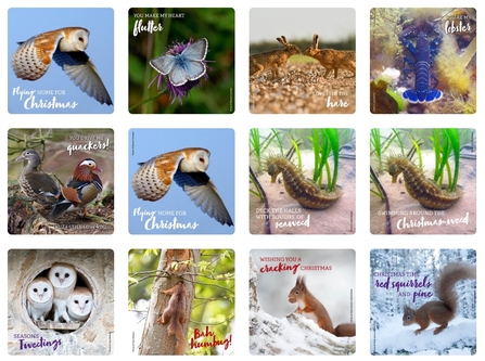 Dorset Wildlife Trust Christmas e-cards