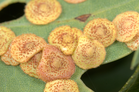 Common spangle galls