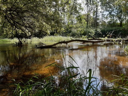 Beaver felled tree in the water 