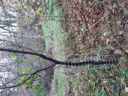 Tree protected from beaver foraging 