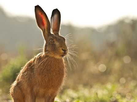 Brown hare