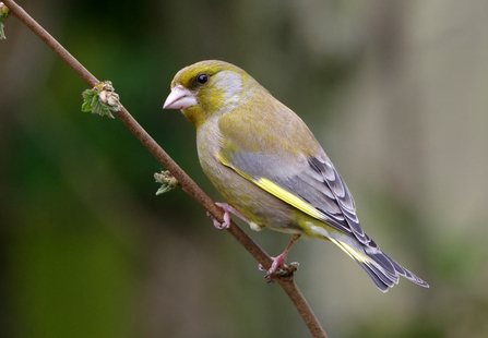 Greenfinch