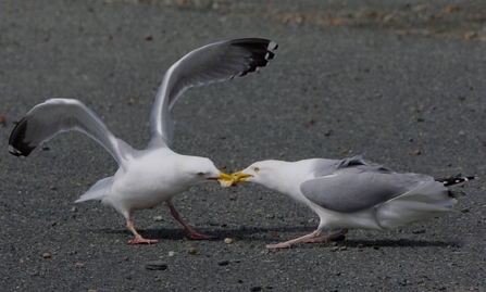 Herring gulls