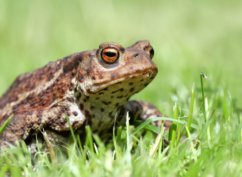 Common toad