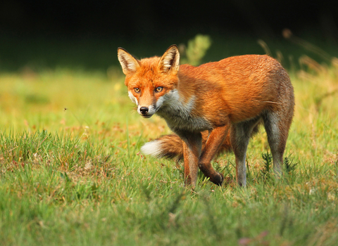 Red fox