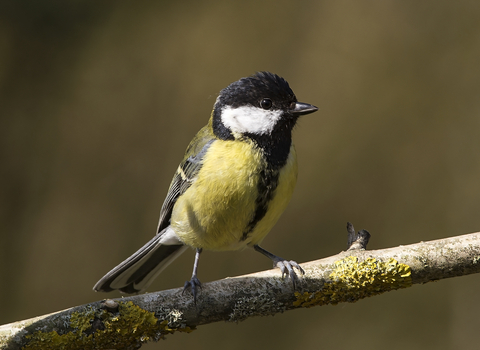 Great tit