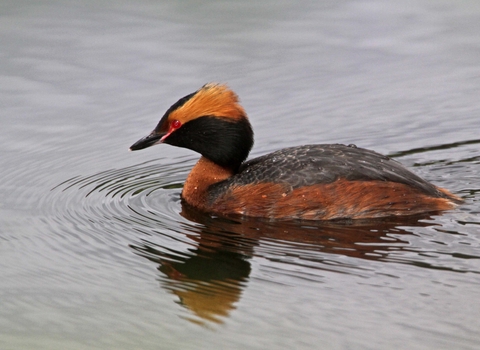 Slavonian Grebe