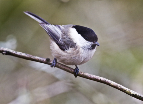 Willow tit