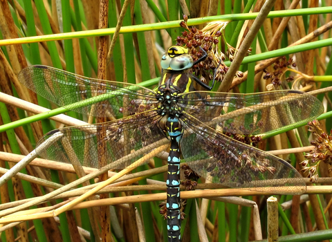 Common Hawker