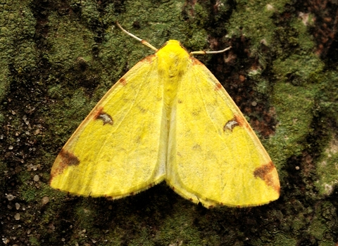 Brimstone Moth