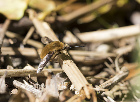 Dark-edged Bee-fly