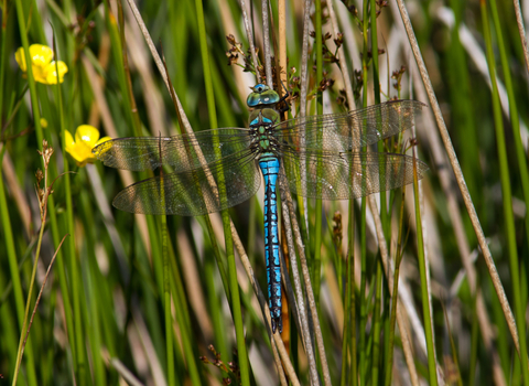 Emperor Dragonfly