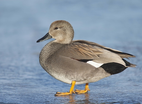 Gadwall