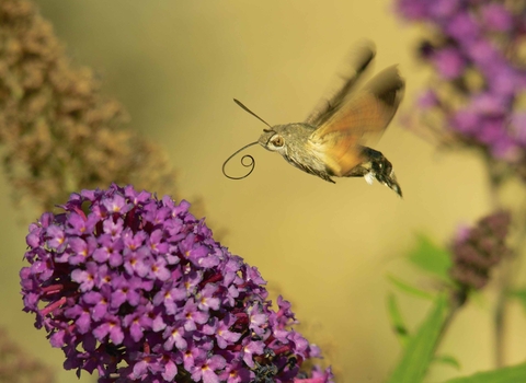 Humming-bird Hawk-moth