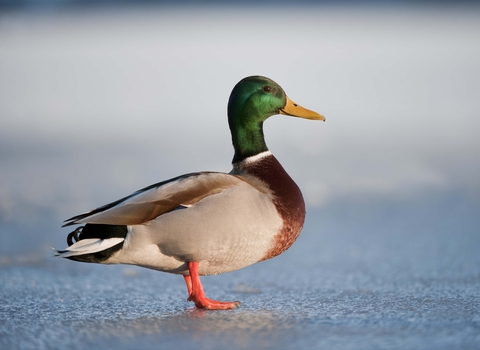 Mallard