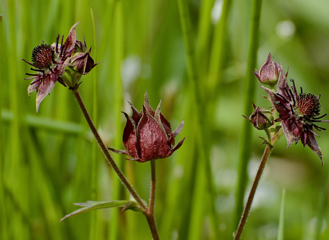 Marsh Cinquefoil