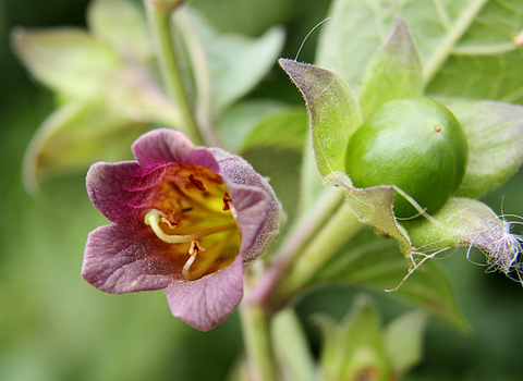 Deadly Nightshade