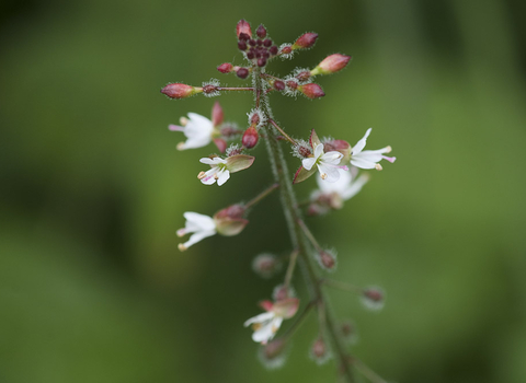 Enchanter's nightshade