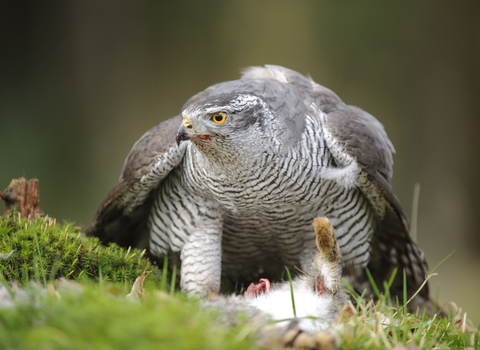 Goshawk