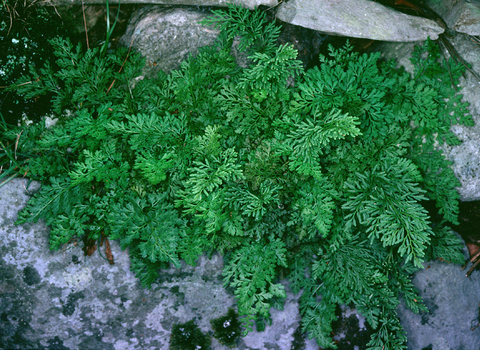 Parsley fern