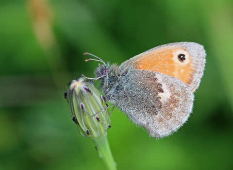 Small heath