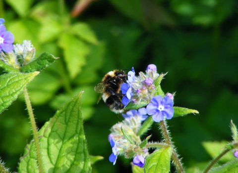 Heath bumblebee