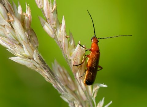 Red Soldier Beetle © John Bridges