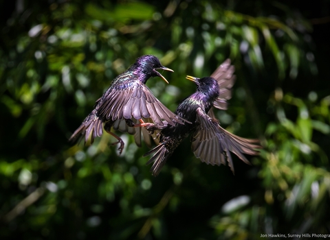 starling