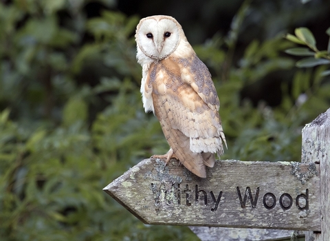 rspb barn owl cam