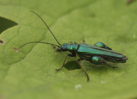 A glittering green swollen-thighed beetle on a leaf, demonstrating the chunky thighs that earn its name