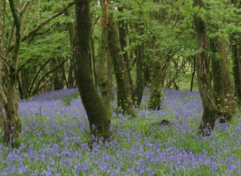 Bluebells at Kingcombe Meadows Nature Reserve 