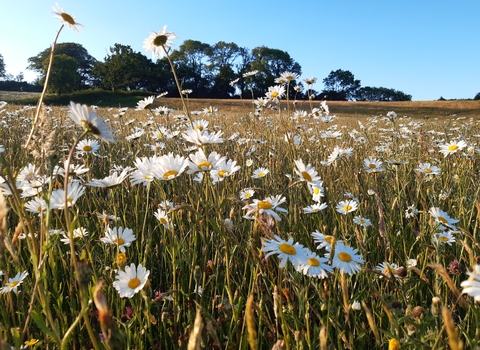 Hogchester meadows