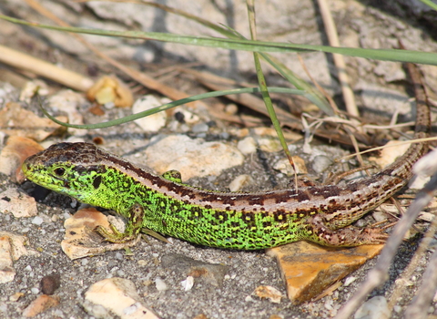 Sand lizard