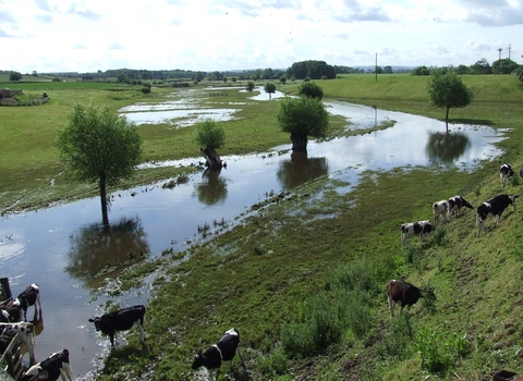 River Sow Floodplain