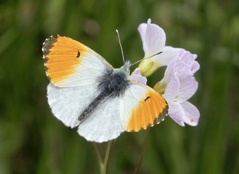 Orange tip butterfly 